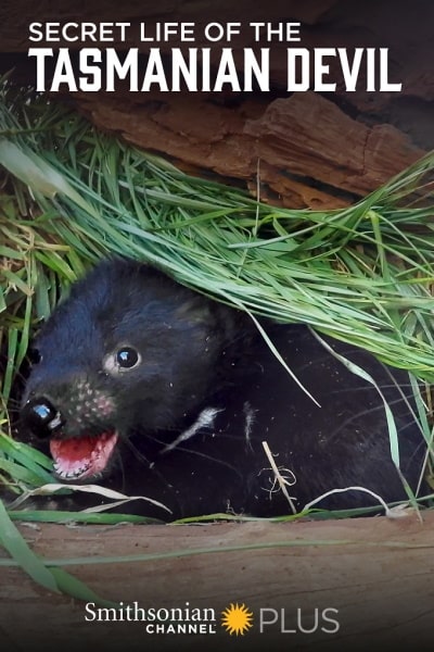 Secret Life of the Tasmanian Devil - Season 1